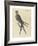 The Swallow Tail Hawk-Mark Catesby-Framed Premium Giclee Print