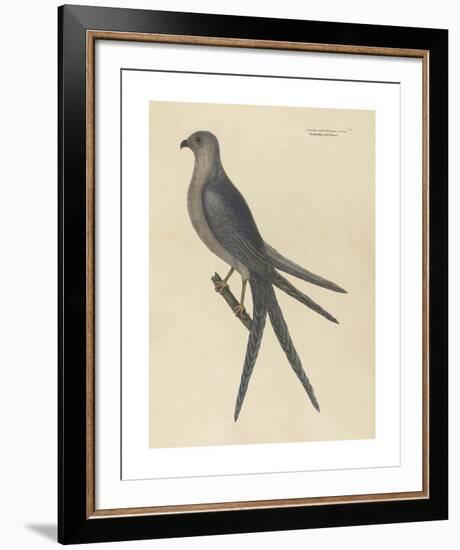 The Swallow Tail Hawk-Mark Catesby-Framed Premium Giclee Print