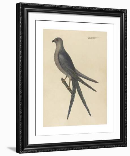 The Swallow Tail Hawk-Mark Catesby-Framed Premium Giclee Print