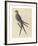 The Swallow Tail Hawk-Mark Catesby-Framed Premium Giclee Print