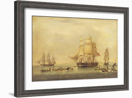 The 'Swan' and 'Isabella' Whaling in the Arctic-John of Hull Ward-Framed Giclee Print