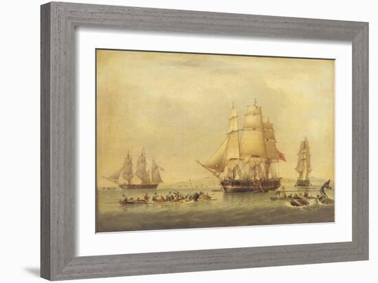 The 'Swan' and 'Isabella' Whaling in the Arctic-John of Hull Ward-Framed Giclee Print