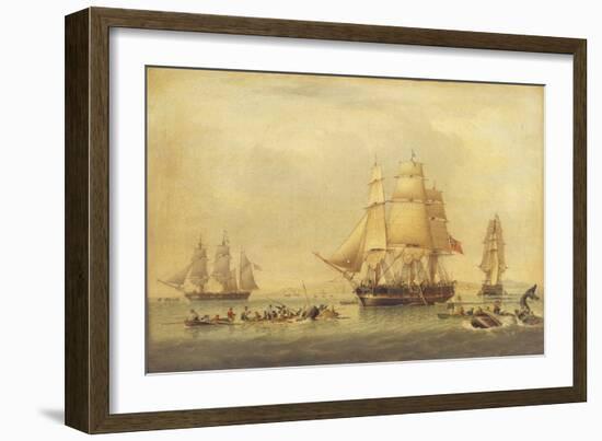 The 'Swan' and 'Isabella' Whaling in the Arctic-John of Hull Ward-Framed Giclee Print