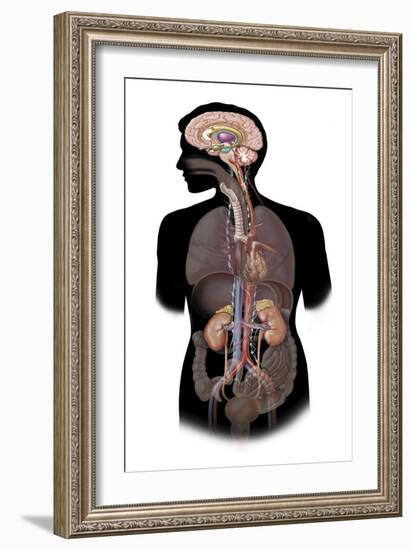 The Sympathetic Nervous System and the Organs of Fight-Or-Flight Response-null-Framed Art Print