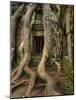 The Ta Prohm Temple Located at Angkor in Cambodia-Kyle Hammons-Mounted Photographic Print