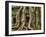 The Ta Prohm Temple Located at Angkor in Cambodia-Kyle Hammons-Framed Photographic Print