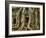 The Ta Prohm Temple Located at Angkor in Cambodia-Kyle Hammons-Framed Photographic Print