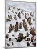 The Tabby Toboggan Club, 1898-Louis Wain-Mounted Giclee Print