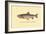 The Tahoe Trout-H.h. Leonard-Framed Art Print