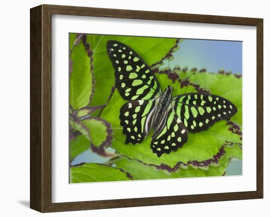 The Tailed Jay Butterfly on Flowers-Darrell Gulin-Framed Photographic Print