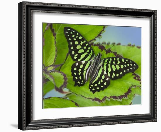 The Tailed Jay Butterfly on Flowers-Darrell Gulin-Framed Photographic Print