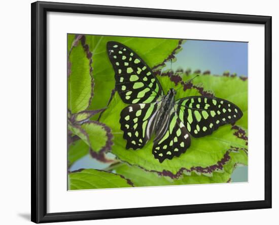 The Tailed Jay Butterfly on Flowers-Darrell Gulin-Framed Photographic Print