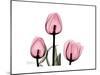 The Tallest Tulip-Albert Koetsier-Mounted Art Print