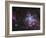 The Tarantula Nebula-Stocktrek Images-Framed Photographic Print