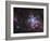 The Tarantula Nebula-Stocktrek Images-Framed Photographic Print