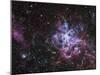 The Tarantula Nebula-Stocktrek Images-Mounted Photographic Print