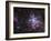 The Tarantula Nebula-Stocktrek Images-Framed Photographic Print