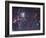 The Tarantula Nebula-Stocktrek Images-Framed Photographic Print