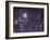 The Tarantula Nebula-Stocktrek Images-Framed Photographic Print