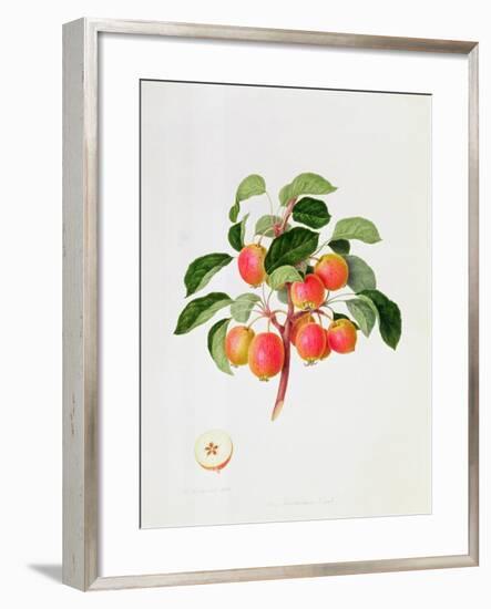 The Tartarian Crab Apple, 1819-William Hooker-Framed Giclee Print