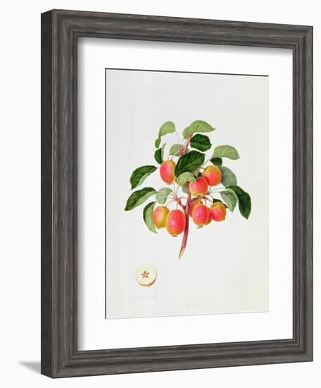 The Tartarian Crab Apple, 1819-William Hooker-Framed Giclee Print