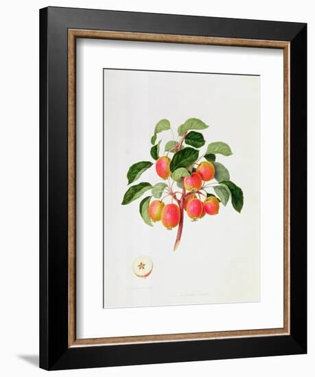 The Tartarian Crab Apple, 1819-William Hooker-Framed Giclee Print