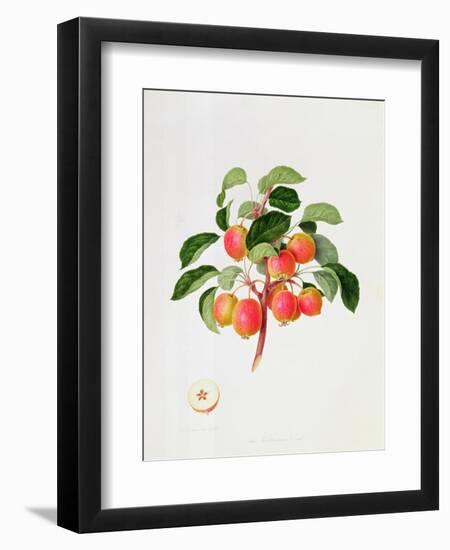 The Tartarian Crab Apple, 1819-William Hooker-Framed Giclee Print