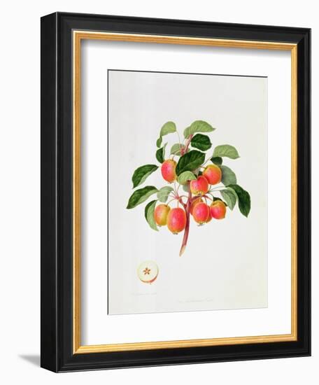 The Tartarian Crab Apple, 1819-William Hooker-Framed Giclee Print