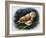 The Tawny Owl, 1970-John Chalkley-Framed Giclee Print