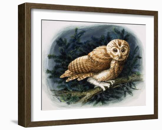 The Tawny Owl, 1970-John Chalkley-Framed Giclee Print