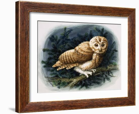 The Tawny Owl, 1970-John Chalkley-Framed Giclee Print