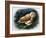 The Tawny Owl, 1970-John Chalkley-Framed Giclee Print