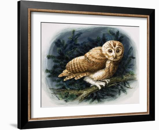 The Tawny Owl, 1970-John Chalkley-Framed Giclee Print