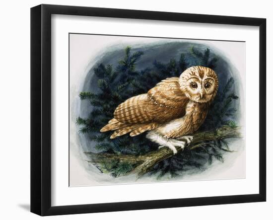 The Tawny Owl, 1970-John Chalkley-Framed Giclee Print