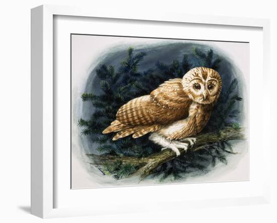 The Tawny Owl, 1970-John Chalkley-Framed Giclee Print