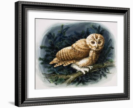 The Tawny Owl, 1970-John Chalkley-Framed Giclee Print