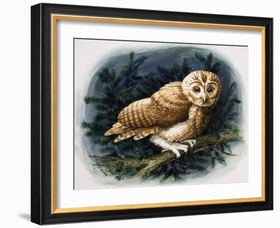 The Tawny Owl, 1970-John Chalkley-Framed Giclee Print