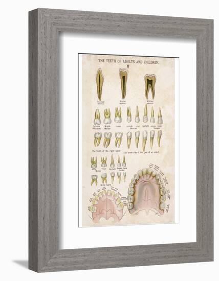 The Teeth of Adults and Children-null-Framed Photographic Print