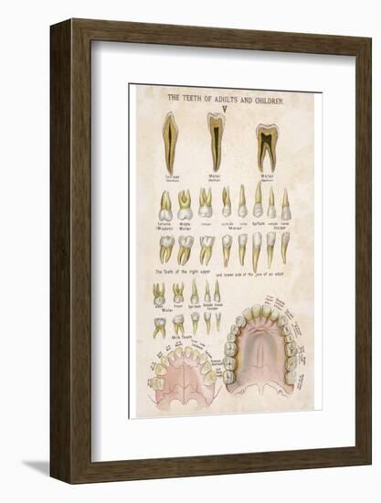 The Teeth of Adults and Children-null-Framed Photographic Print