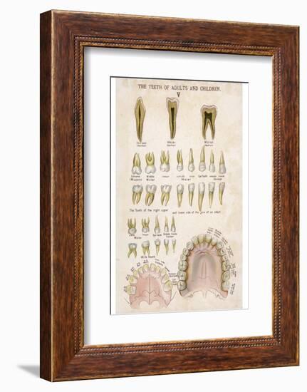 The Teeth of Adults and Children-null-Framed Photographic Print