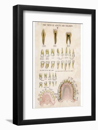 The Teeth of Adults and Children-null-Framed Photographic Print