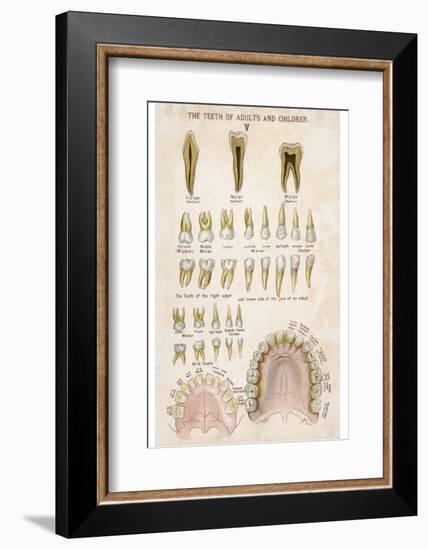 The Teeth of Adults and Children-null-Framed Photographic Print