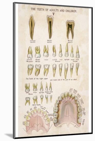 The Teeth of Adults and Children-null-Mounted Photographic Print