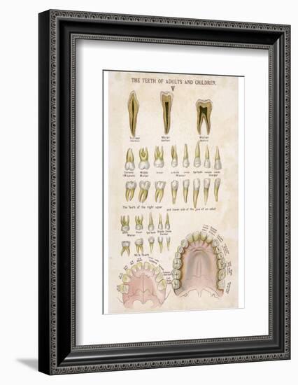 The Teeth of Adults and Children-null-Framed Photographic Print