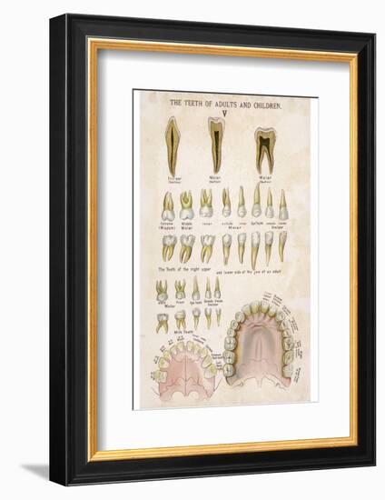 The Teeth of Adults and Children-null-Framed Photographic Print