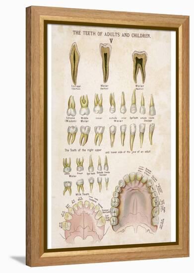 The Teeth of Adults and Children-null-Framed Premier Image Canvas