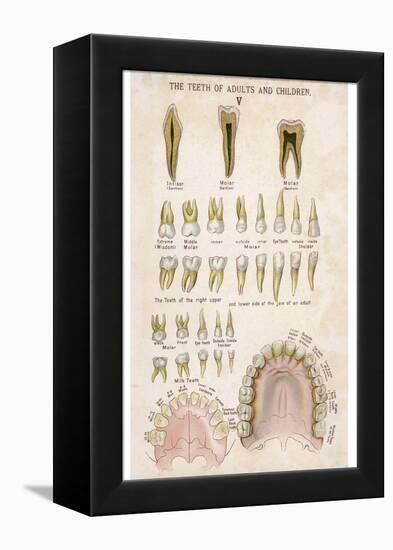 The Teeth of Adults and Children-null-Framed Premier Image Canvas