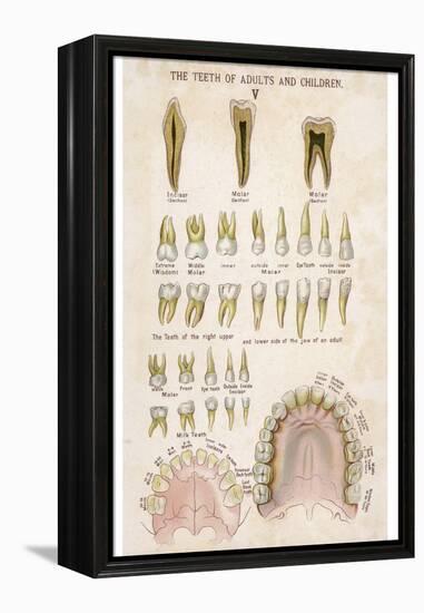 The Teeth of Adults and Children-null-Framed Premier Image Canvas