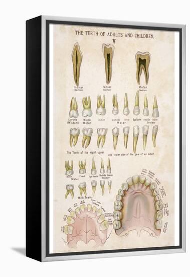 The Teeth of Adults and Children-null-Framed Premier Image Canvas