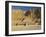 The Temple of Hatsepsut, Valley of the Queens, Thebes, Egypt, Africa-Gavin Hellier-Framed Photographic Print